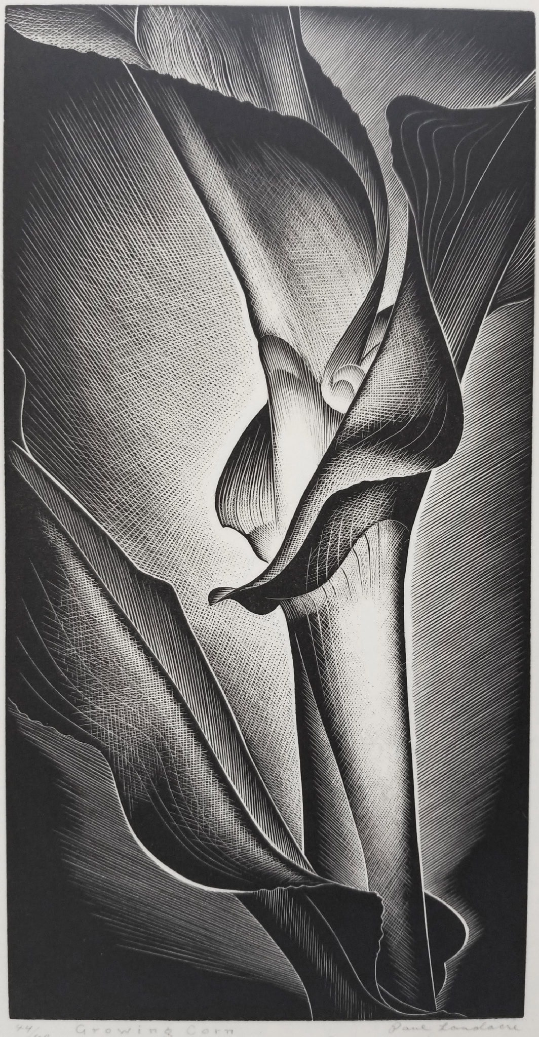 Image of wood engraving by Paul Landacre entitled "Corn"